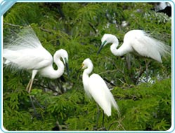 Bharatpur Bird Sanctuary Bharatpur