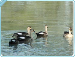 Bharatpur Tourist Attraction