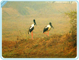 Traveling Tips for Bharatpur